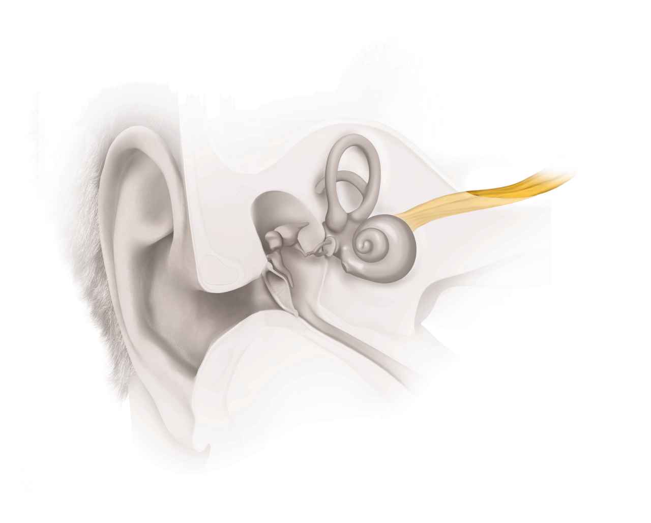 Neurale_Schwerhörigkeit_2_EarAnatomy_Neural HL