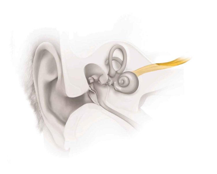 Neurale_Schwerhörigkeit_2_EarAnatomy_Neural HL