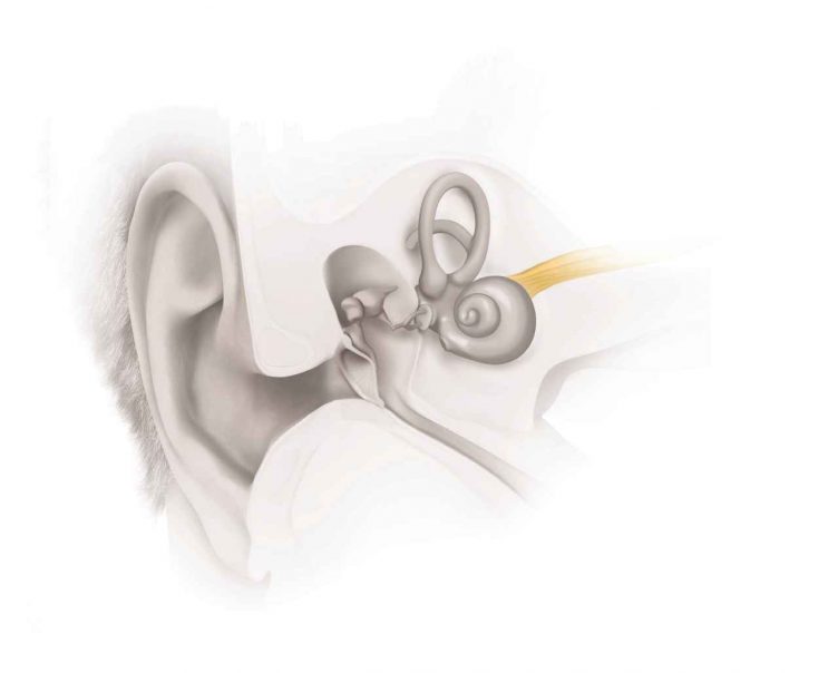 EarAnatomy_Neuro HL